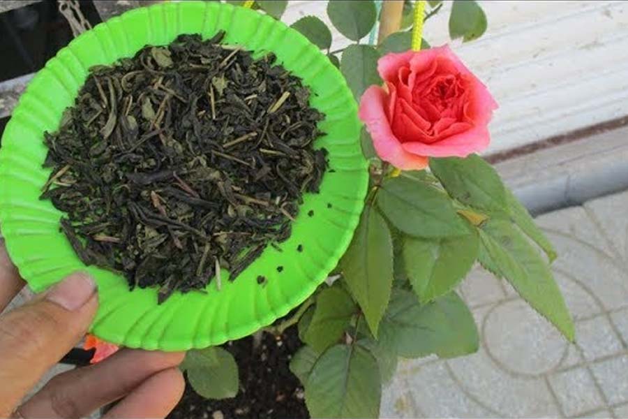 Cách làm phân bón tự chế tốt nhất cho hoa hồng