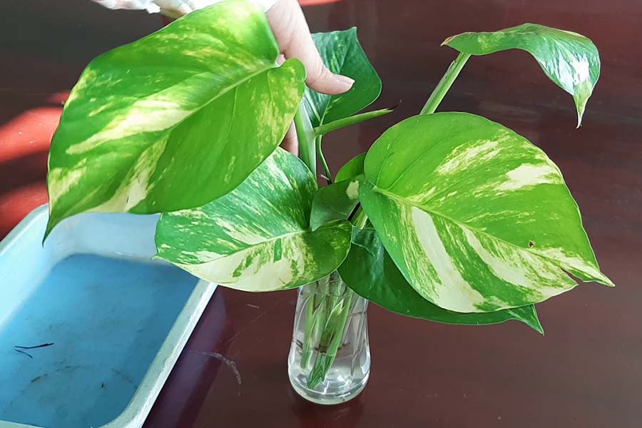 Hướng dẫn trồng cây trầu bà chỉ từ 1 chiếc lá