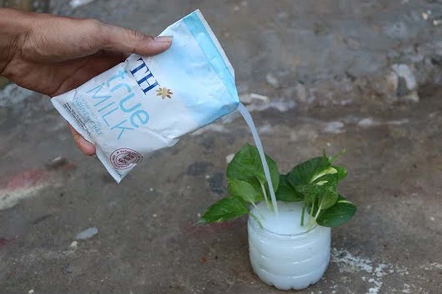 Dùng sữa thừa để tưới cây lợi ích đến không ngờ
