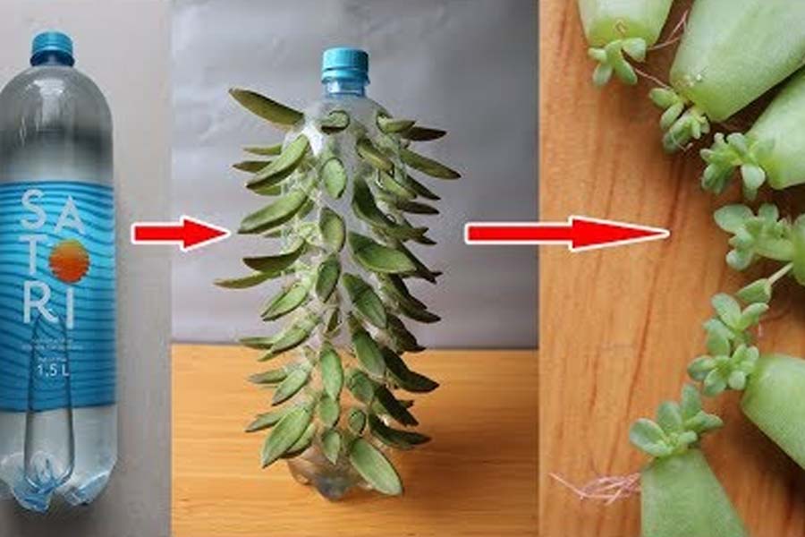 Hướng dẫn trồng sen đá trong chai nhựa cực dễ