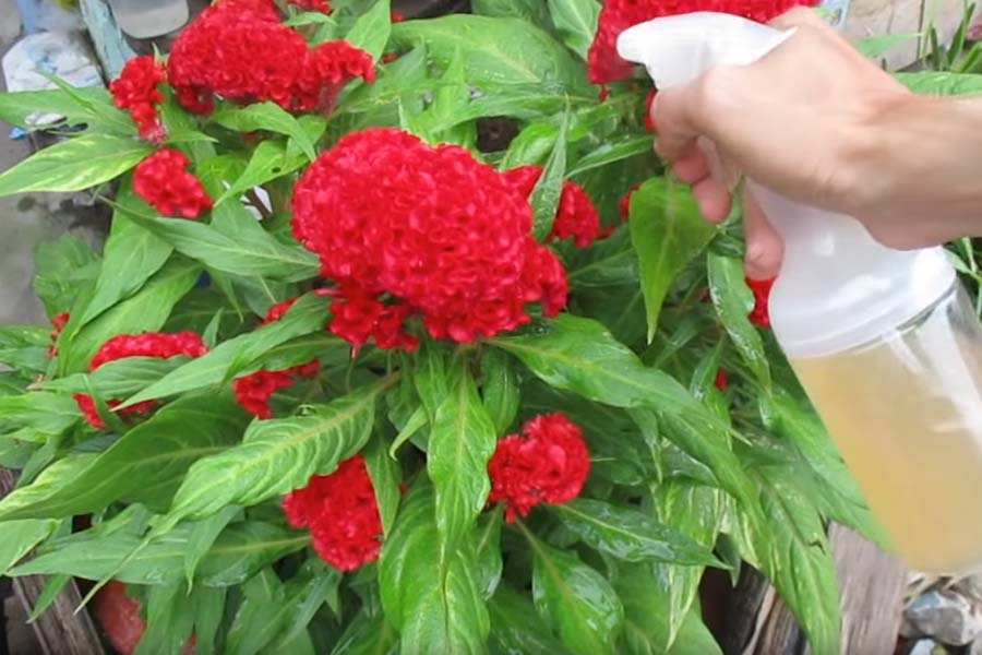 Sử dụng gừng như thuốc trừ sâu tự nhiên loại bỏ bọ chét khỏi cây trồng