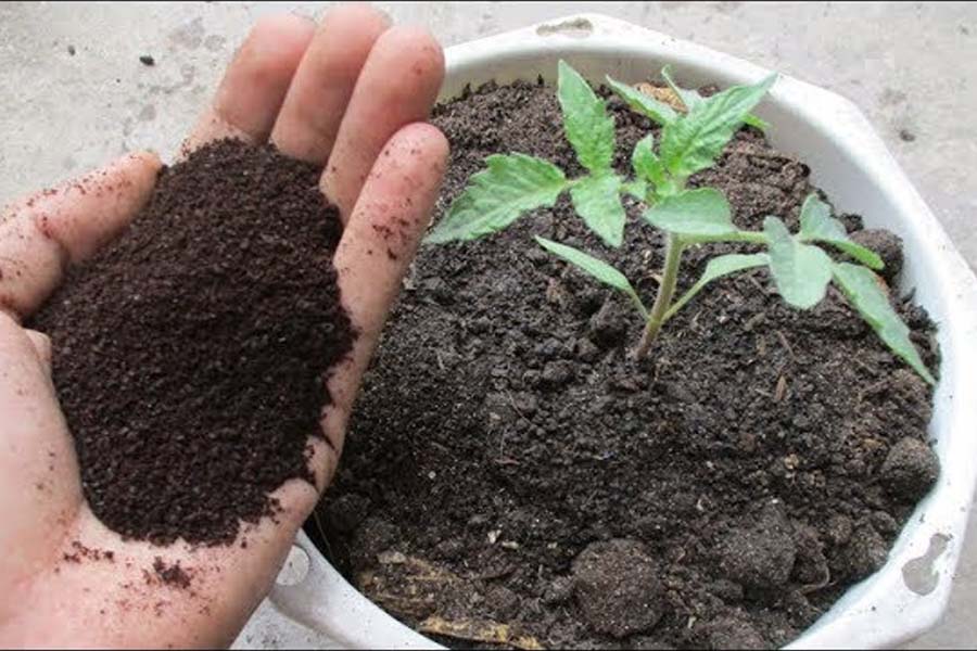 Tái chế Bã Cafe làm nguồn cung cấp đạm, magie và kali, cải tạo đất trồng cây