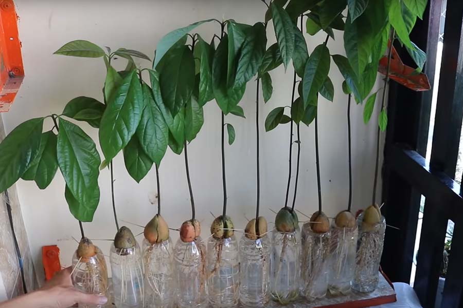 Trồng bơ từ hạt đơn giản đến không ngờ