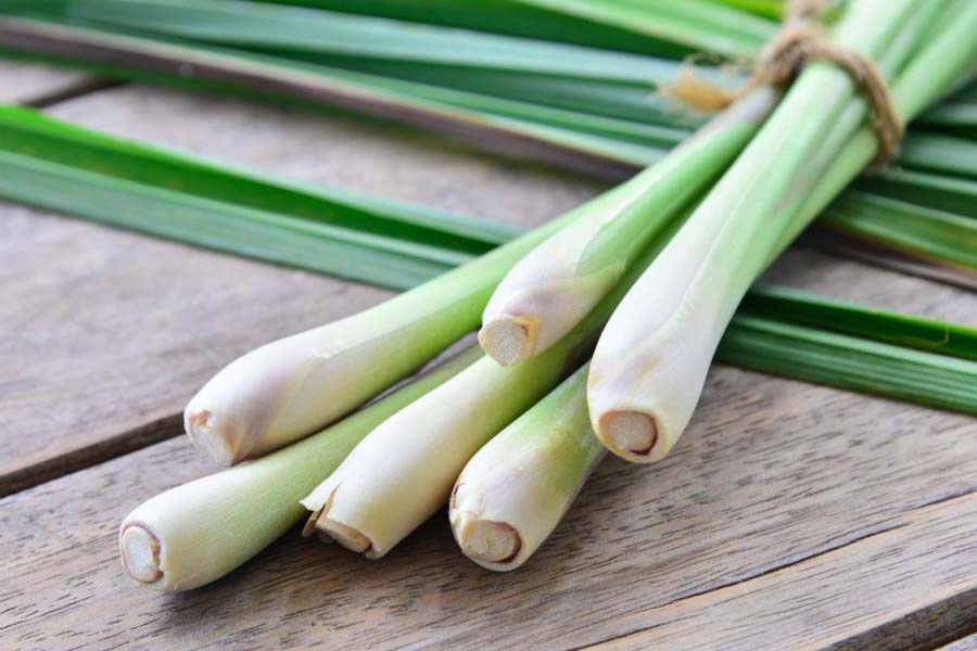 Tuyệt chiêu trồng xả trong chậu tại nhà