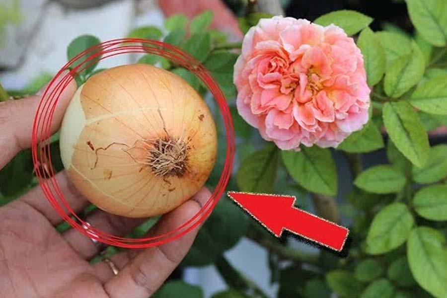 Với loại phân bón này hoa hồng sẽ ra rất nhiều nụ