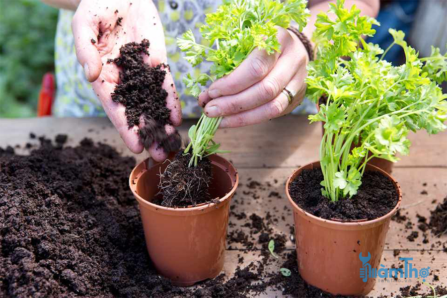 Cách trồng 10 loại cây gia vị mua một lần tái sinh mãi mãi