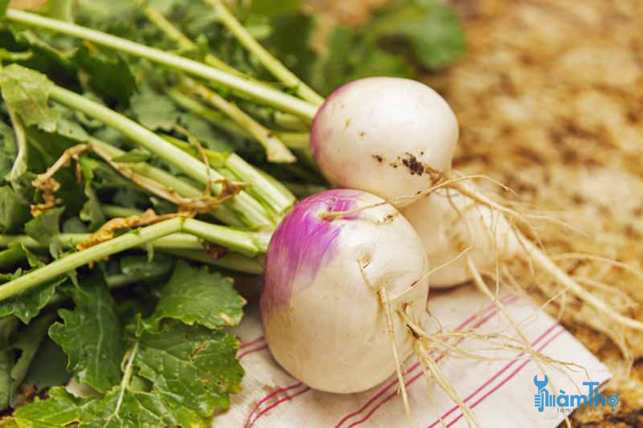 Hướng dẫn cách trồng củ cải Turnip từ hạt giống