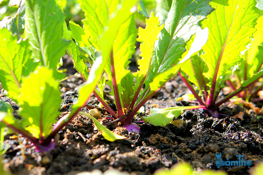 Hướng dẫn cách trồng củ cải Turnip từ hạt giống