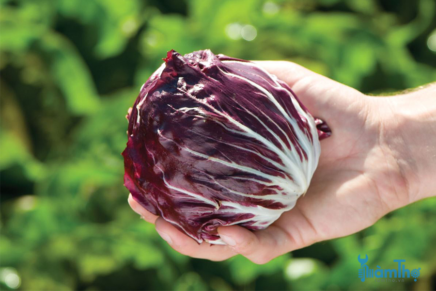 Cách trồng bắp cải đỏ Radicchio thay đổi khẩu vị