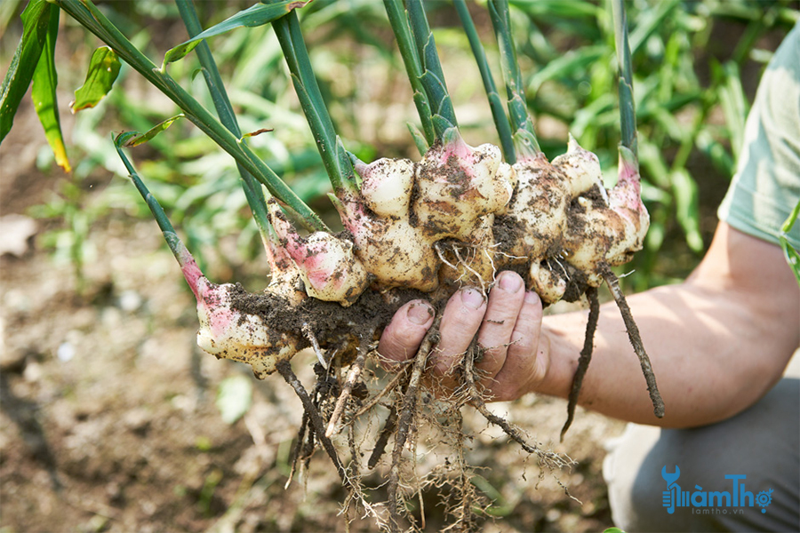 Hướng dẫn cách trồng củ riềng thu hoạch nhanh chóng