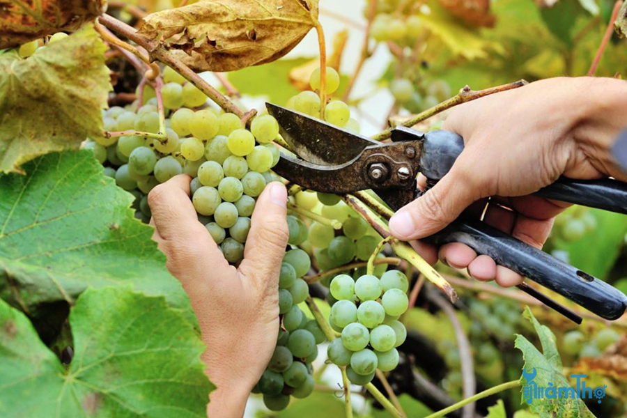 Cách cắt tỉa cây nho trước khi thu hoạch cho quả to, ngọt hơn