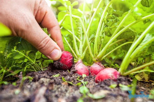 4 vấn đề thường gặp khi trồng củ cải mà bạn cần tránh