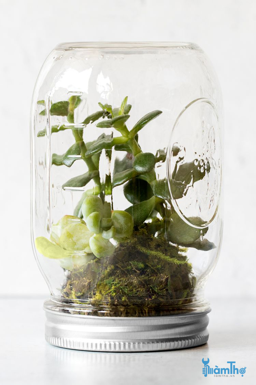 Cách trồng tiểu cảnh Terrarium trong lọ thủy tinh