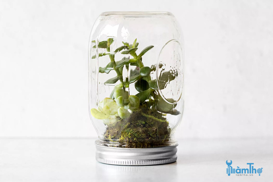 Gợi ý cách trồng tiểu cảnh Terrarium trong lọ thủy tinh