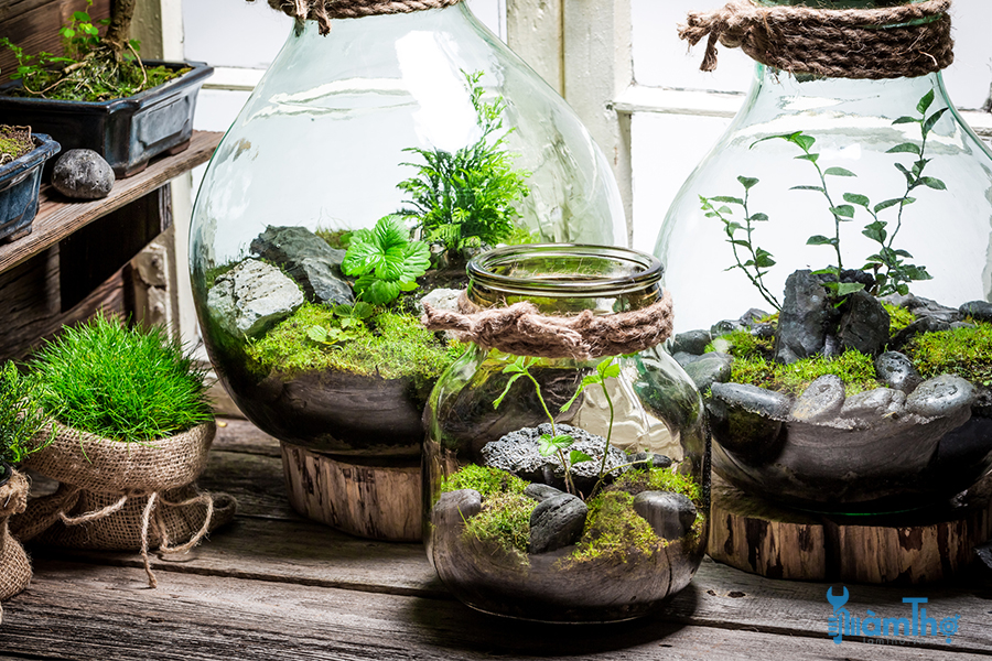 Tiểu cảnh Terrarium trong lọ thủy tinh