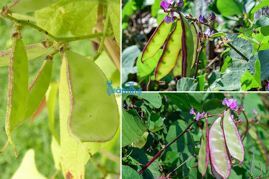 Các bước gieo hạt trồng đậu ván đúng cách nhất