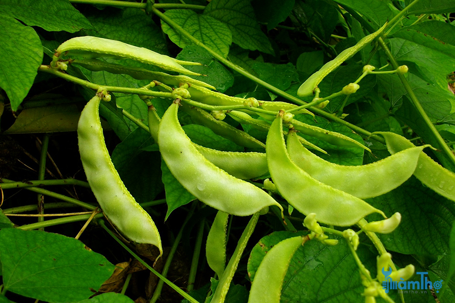 Cách trồng đậu ván