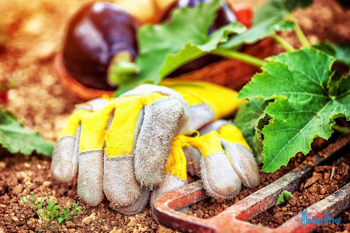 Cách phân bổ công việc làm vườn trong Tháng 10