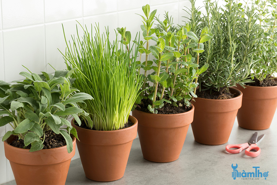 Cây xô thơm (Sage) là một trong những loại thảo mộc lâu năm dễ trồng nhất