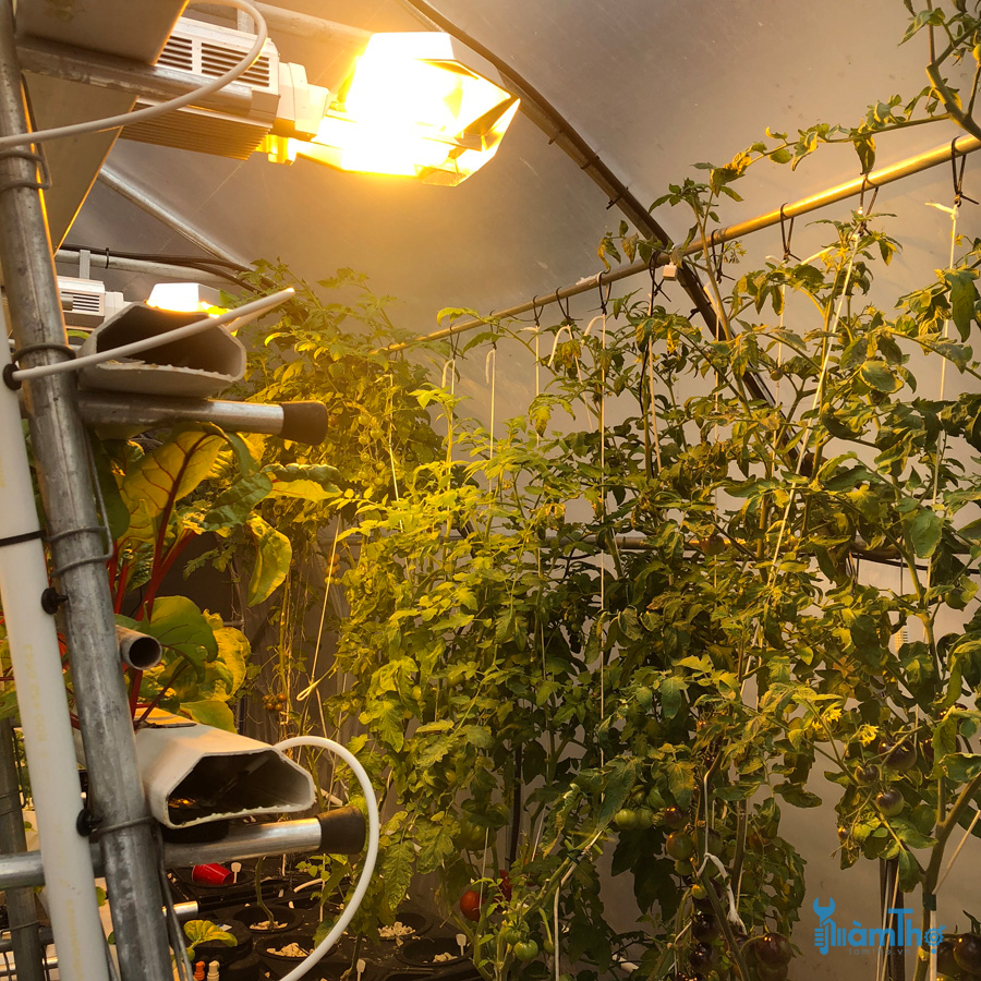 Cách trồng cà chua hữu cơ trong nhà thành công