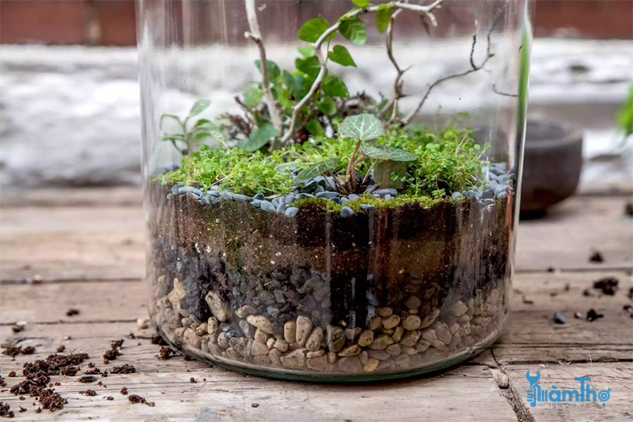 Cách làm tiểu cảnh Terrarium cơ bản chỉ trong vài bước