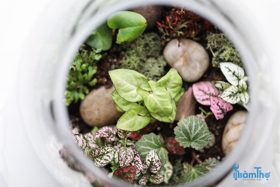 Cách làm tiểu cảnh Terrarium cơ bản chỉ trong vài bước