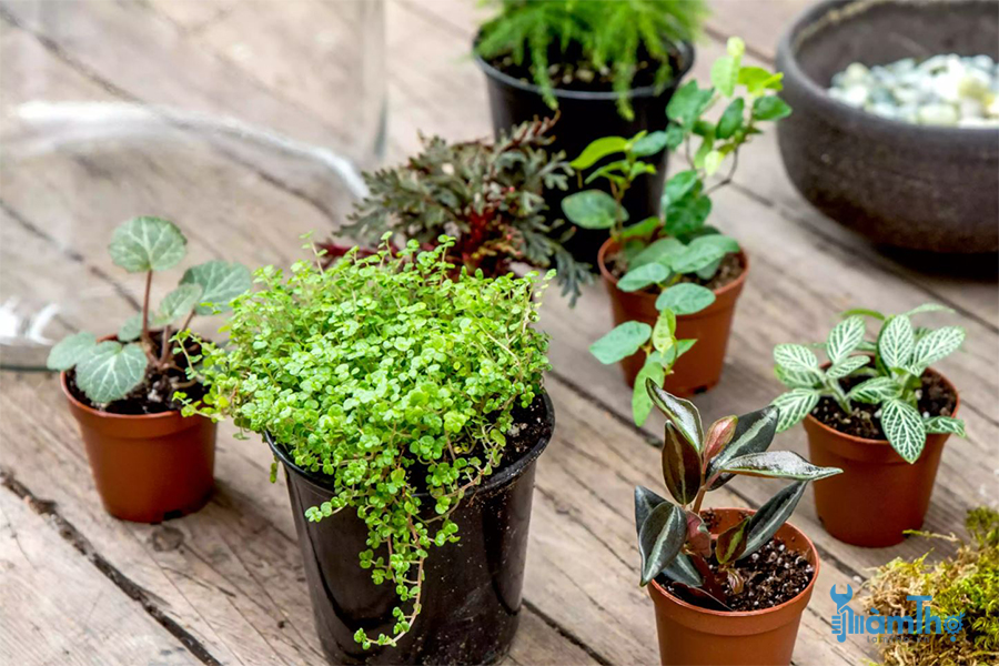 Chọn các loại cây trồng Terrarium phù hợp.