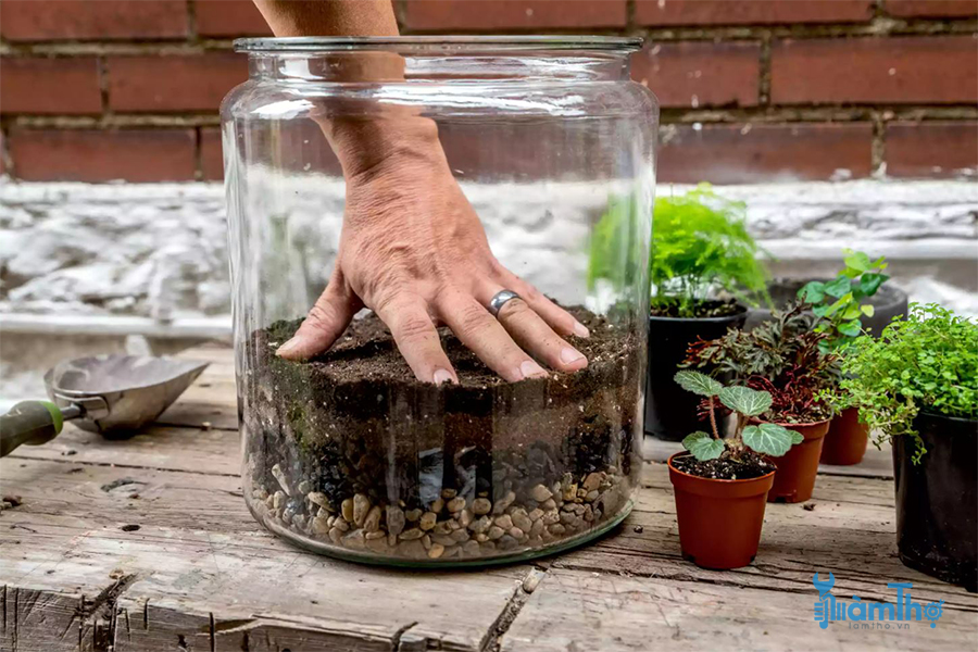 Cách làm tiểu cảnh Terrarium cơ bản