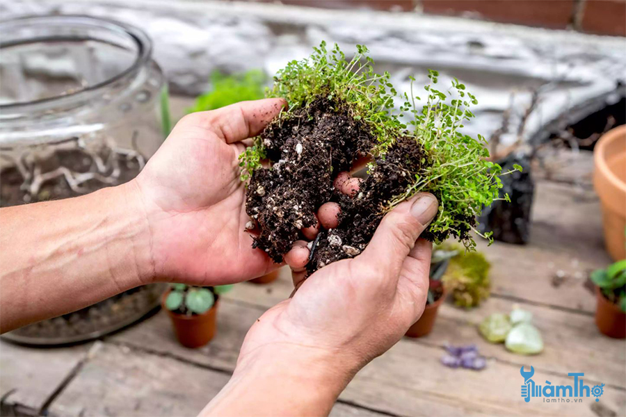 Cách làm tiểu cảnh Terrarium