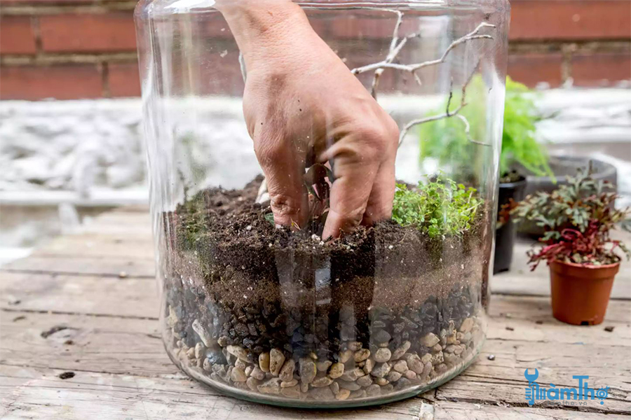 Cách làm tiểu cảnh Terrarium cơ bản
