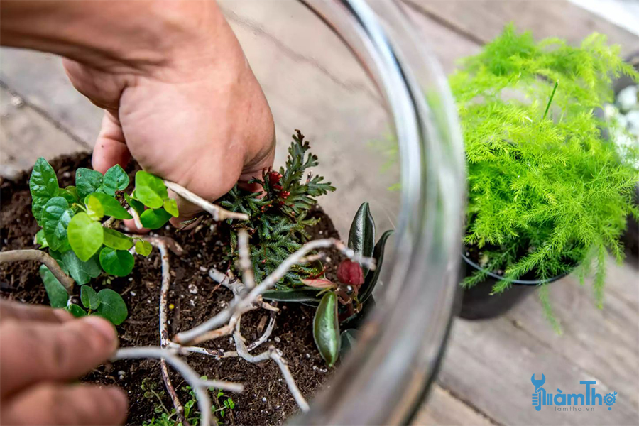 Cách làm tiểu cảnh Terrarium cơ bản chỉ trong vài bước