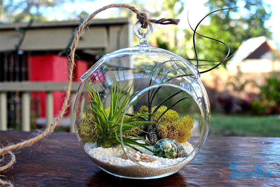 Treo Terrariums