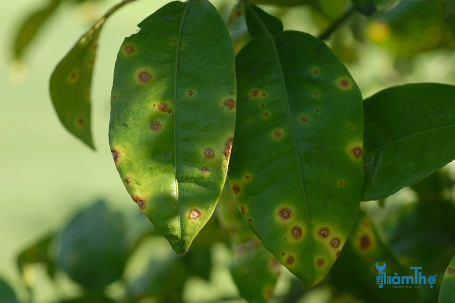 Bệnh loét, ghẻ trên cây có múi (Citrus canker)