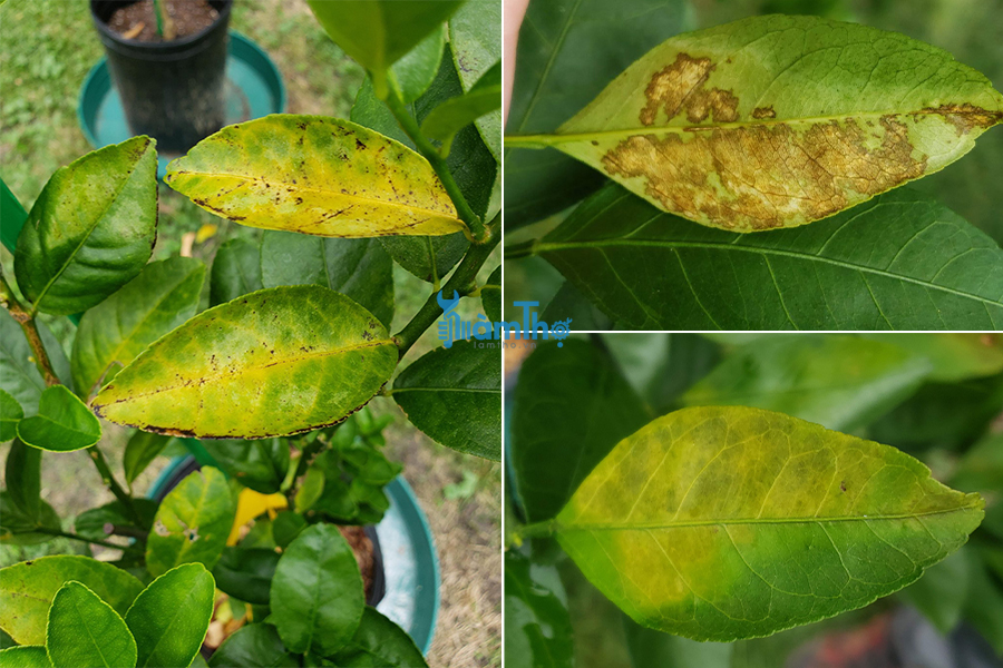 Bệnh nấm đốm nhờn (Greasy spot fungus)