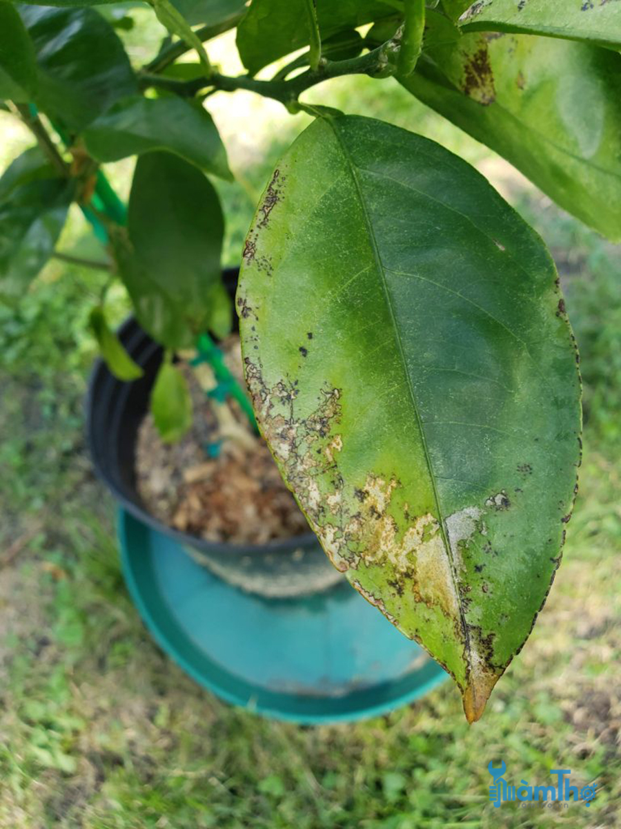Nấm mốc (Sooty mold) là một bệnh nhiễm nấm dẫn đến lá bị đen.