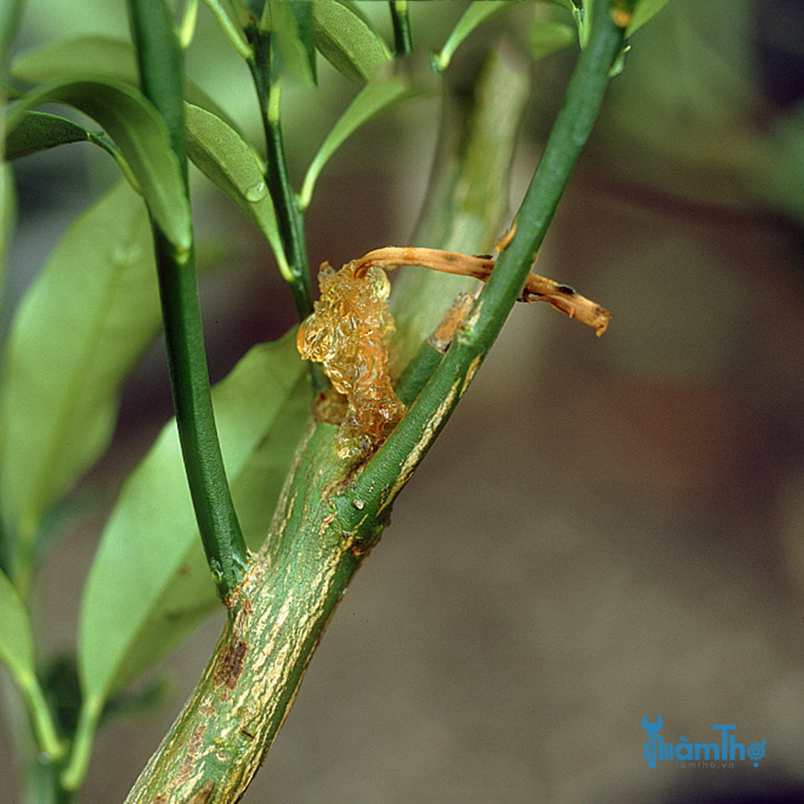 Bệnh thối rữa (Botrytis fungus)