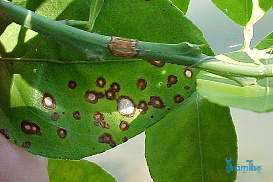Bệnh thán thư (Anthracnose)