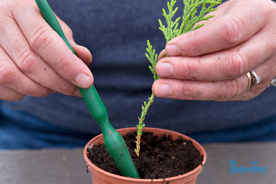 Cách giâm cành nhân giống cây lá kim Conifer