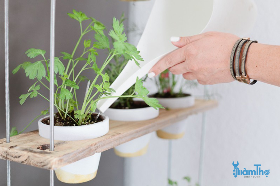 Tưới nước cho cây thảo mộc treo chậu