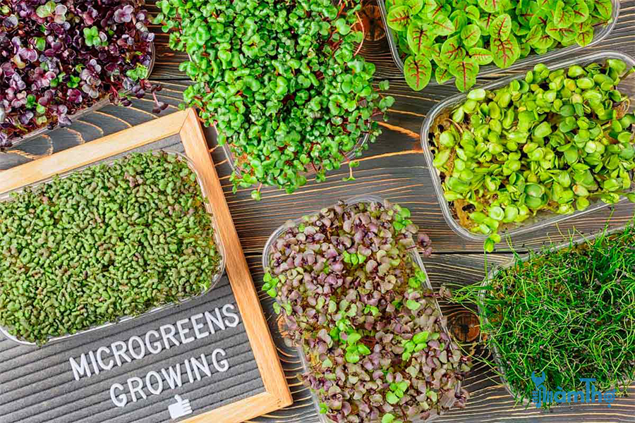 6 loại rau non microgreen dễ phát triển nhất