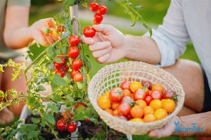 5 sai lầm khi trồng cà chua phổ biến nhất - Và cách tránh!