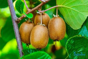Cách trồng và chăm sóc kiwi dễ dàng thành công