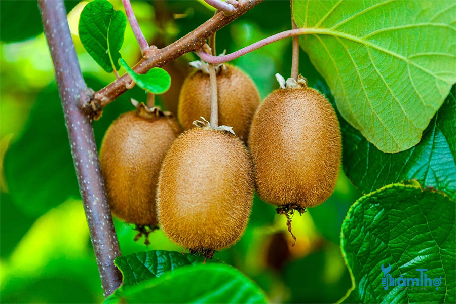 Cách trồng và chăm sóc kiwi dễ dàng thành công