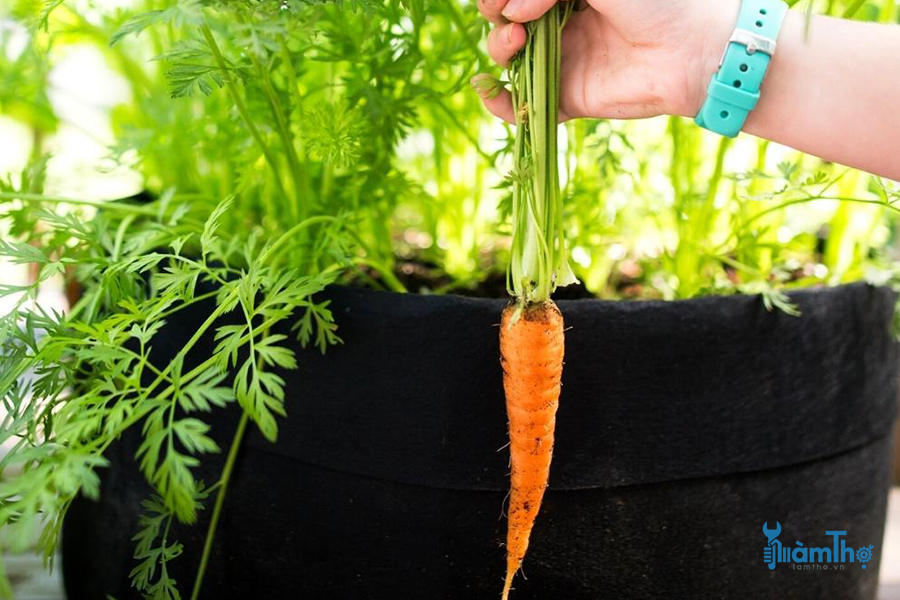 12 Loại rau bạn có thể trồng trên ban công