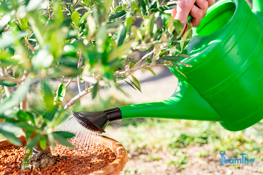 6 Lời khuyên để tưới cây trồng trong chậu đạt hiệu quả tối đa