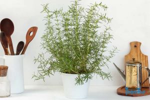 11 lời khuyên cần thiết để trồng cây hương thảo trong nhà