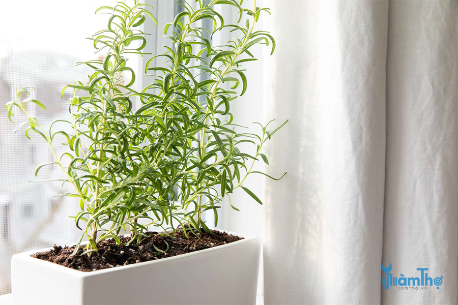 11 lời khuyên cần thiết để trồng cây hương thảo trong nhà