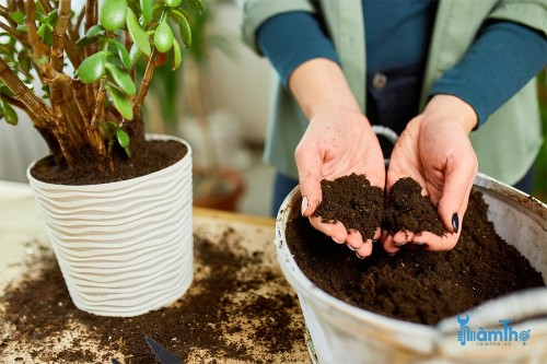 8 sai lầm cần tránh khi thay chậu cho cây trồng trong nhà