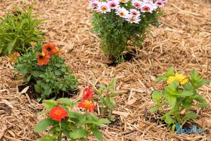 Cách tạo lớp phủ đất trồng phù hợp cho cây trồng trong vườn