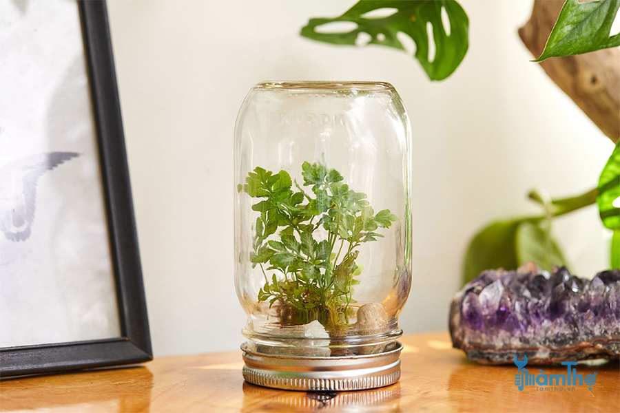 Cách làm Terrarium khép kín trong lọ Mason